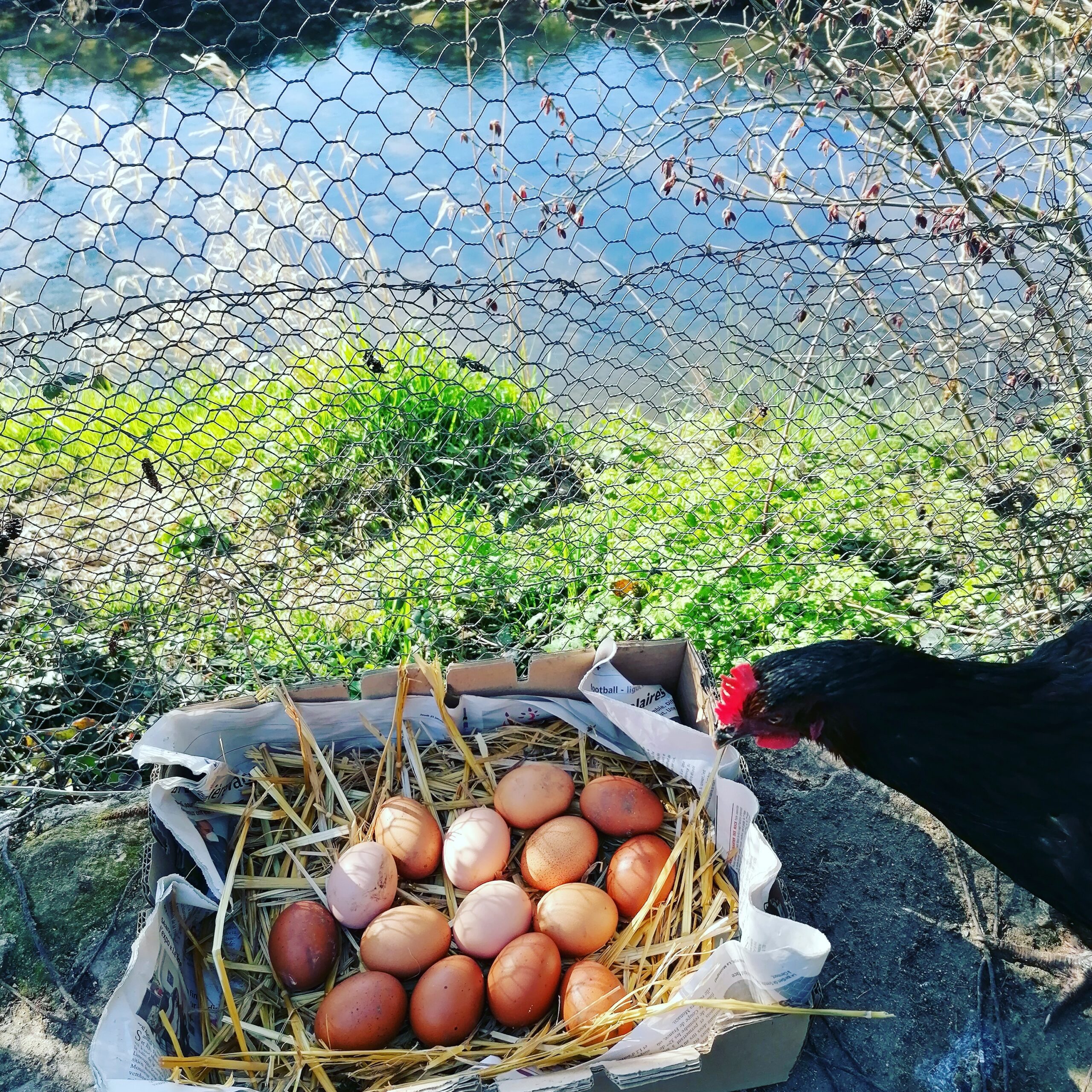 Des-bons-oeufs-frais-dans-notre-gîte-nature-à-Châtellerault-